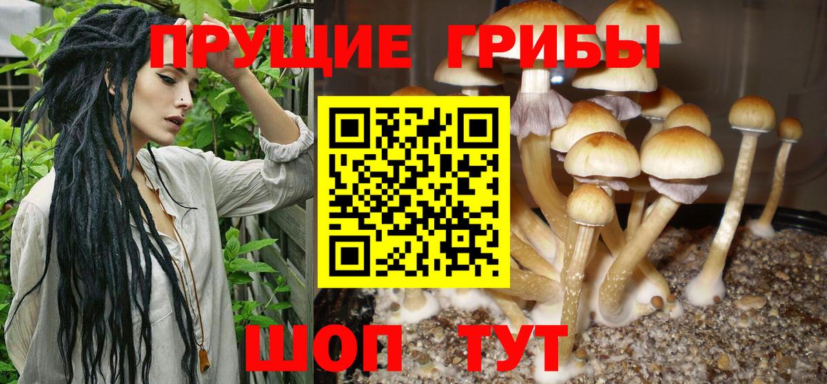 Псилоцибиновые грибы Psilocybine cubensis Чебоксары